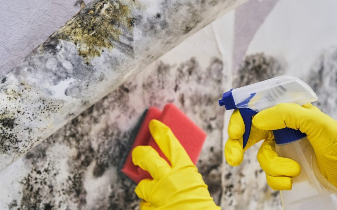 Understanding Mold Toxicity: Its Connection to Interstitial Cystitis and Urinary Symptoms